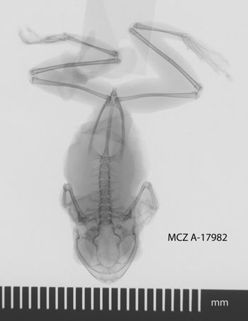 Media type: image;   Herpetology A-17982